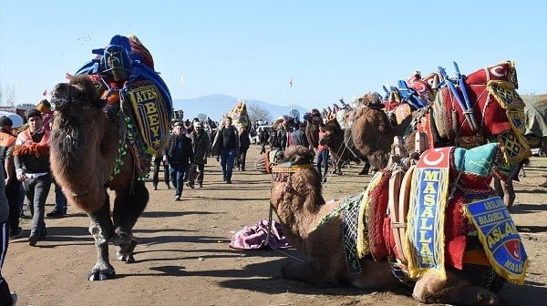 İncirliova'da deve güreşi festivali, ilkokul için yapıldı